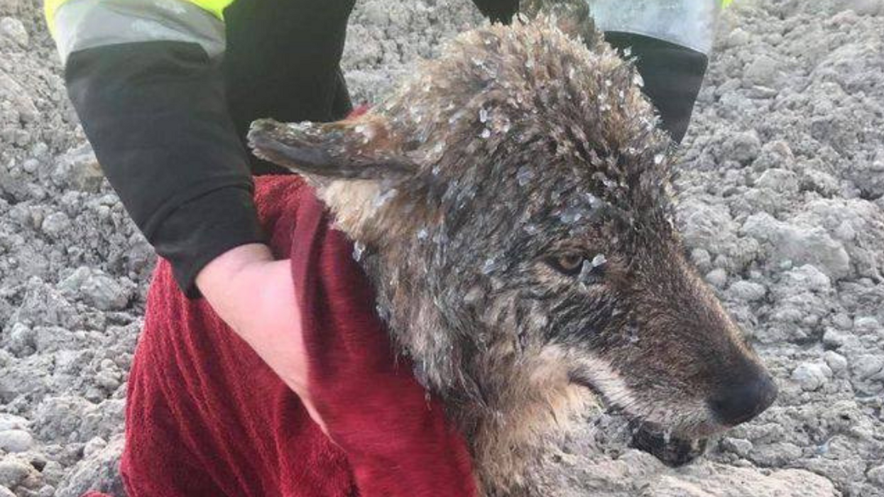 Turns Out A 'Dog' Pulled From Icy Water By Rescuer Is Actually Not A Dog At All