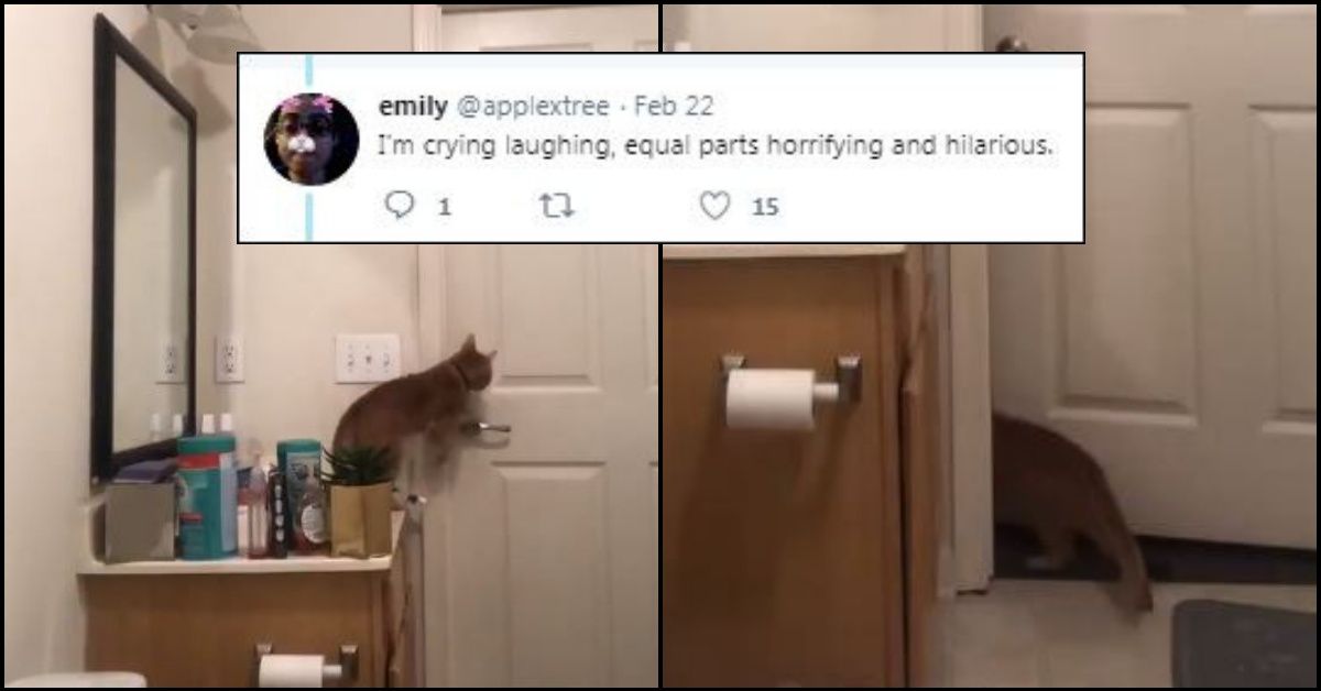 Woman Sets Up Hidden Camera To See How Cat Keeps Escaping From Bathroom, And It's Impressive