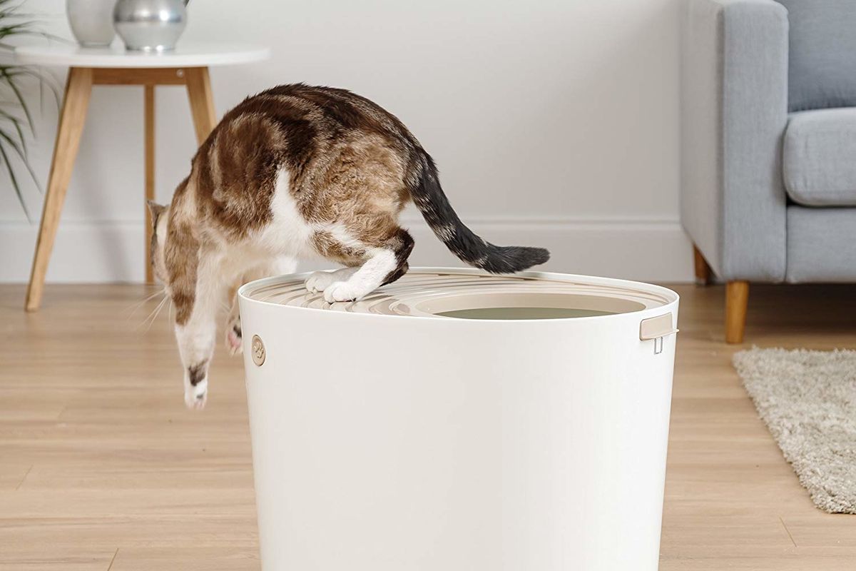 5 Best Litter Boxes