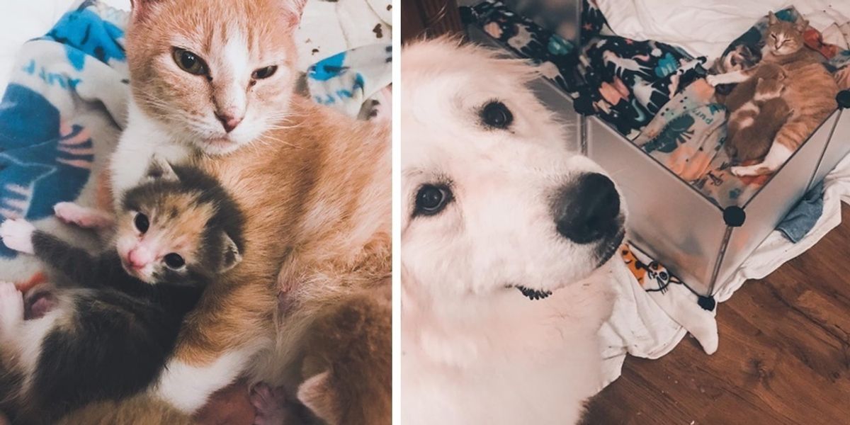 Rescued Cat Has Kittens in Foster Home and Their Dog Decides to Help ...