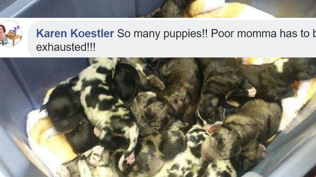 Great Dane Gives Birth To An Adorable Litter Of 19 Puppies At Arizona Animal Hospital