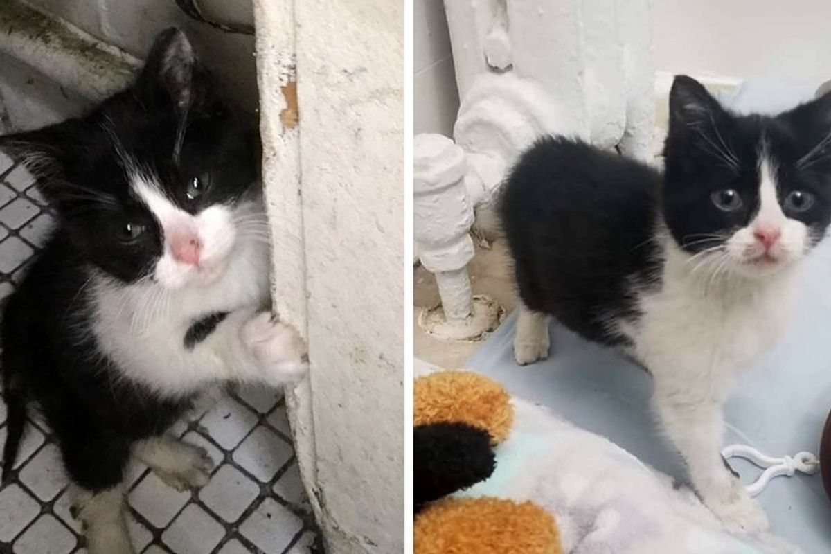 Rescuers Rush to Save Kitten in a Bodega and Bring Her Back from the Brink Just in Time