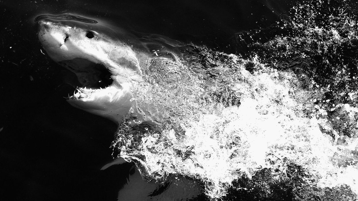 Great white shark caught off fishing pier in Florida