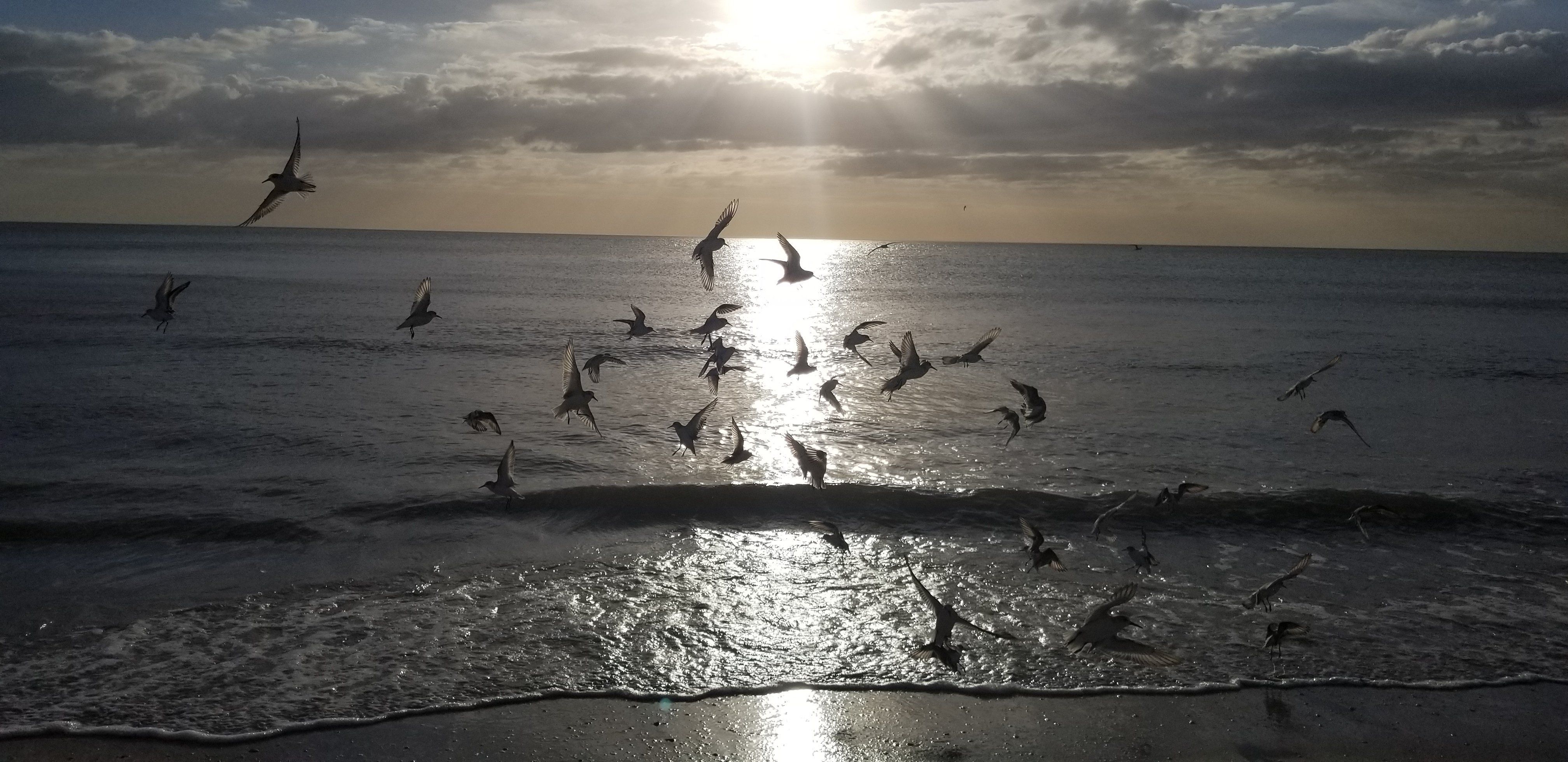 Bird Silhouettes In Front Of The Ocean