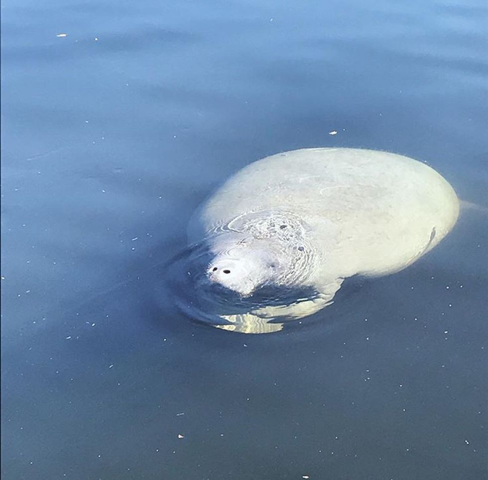 5 Reasons Why Manatees Are The Best Animals