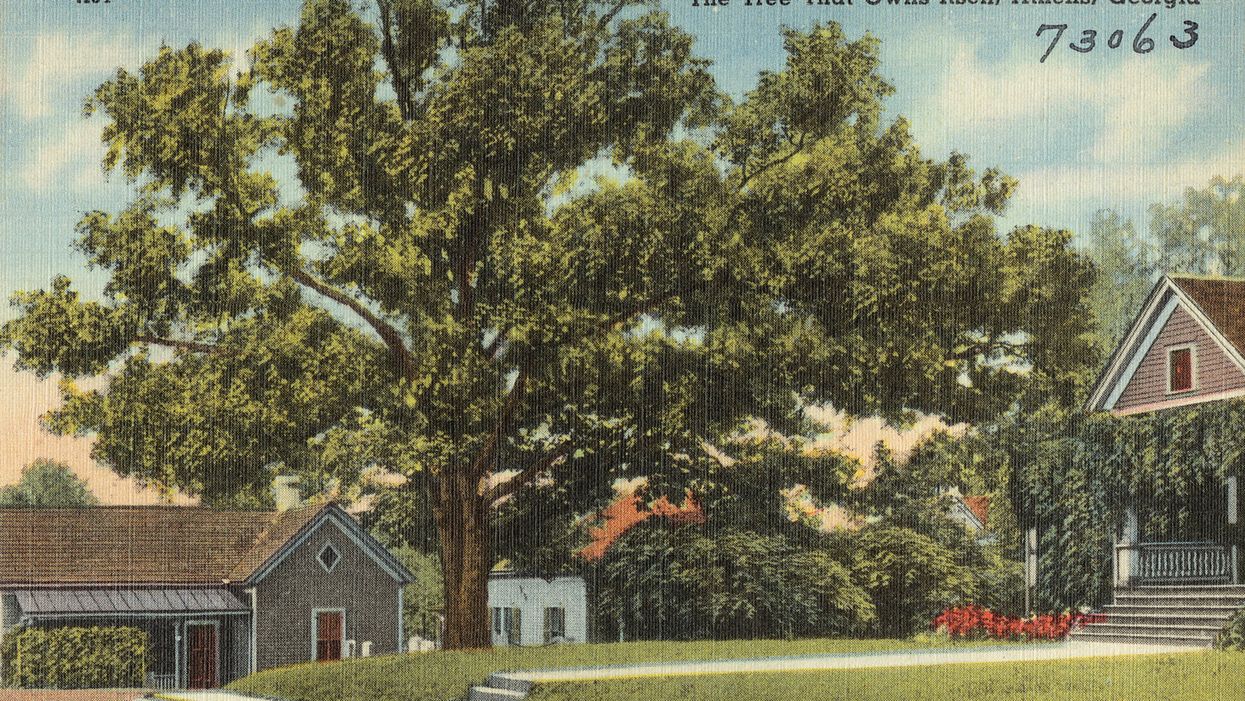These 2 Southern towns are home to 'Tree That Owns Itself'