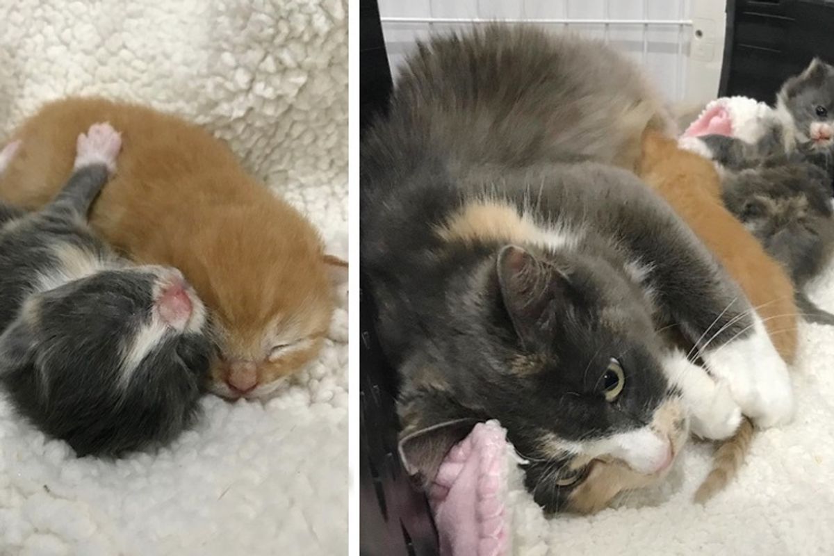 Cat Rescued After 3 Years of Trying, She Arrived with Kittens They Didn’t Expect
