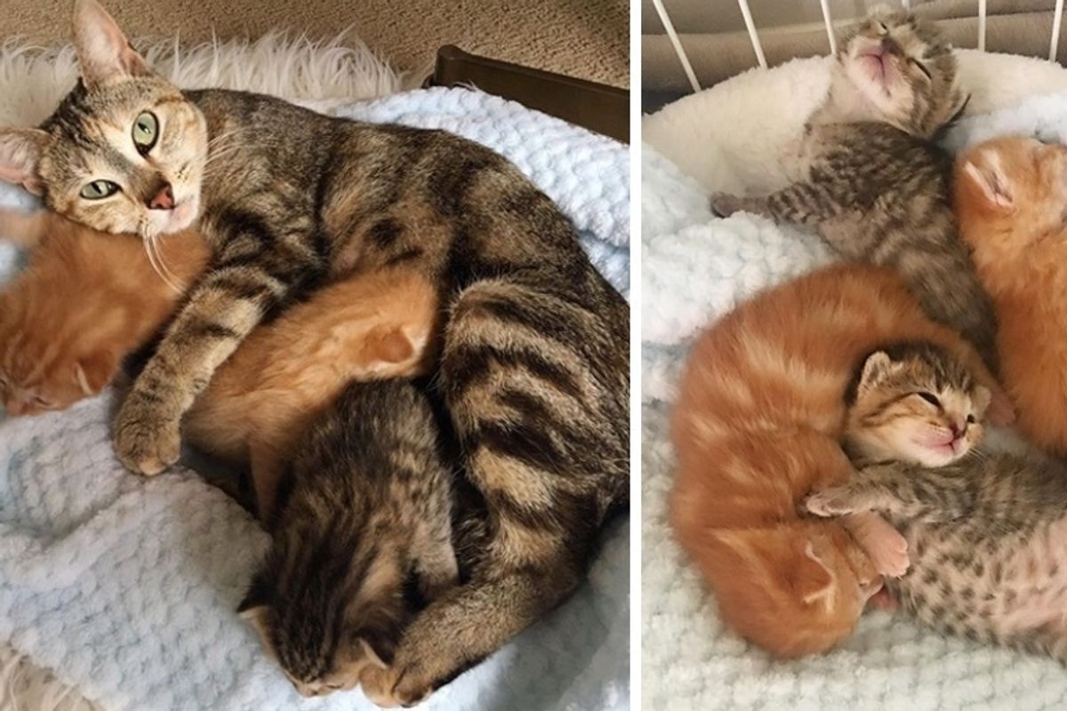 Stray Cat Comes Back to Find Her Kittens Who Were Brought to the Shelter