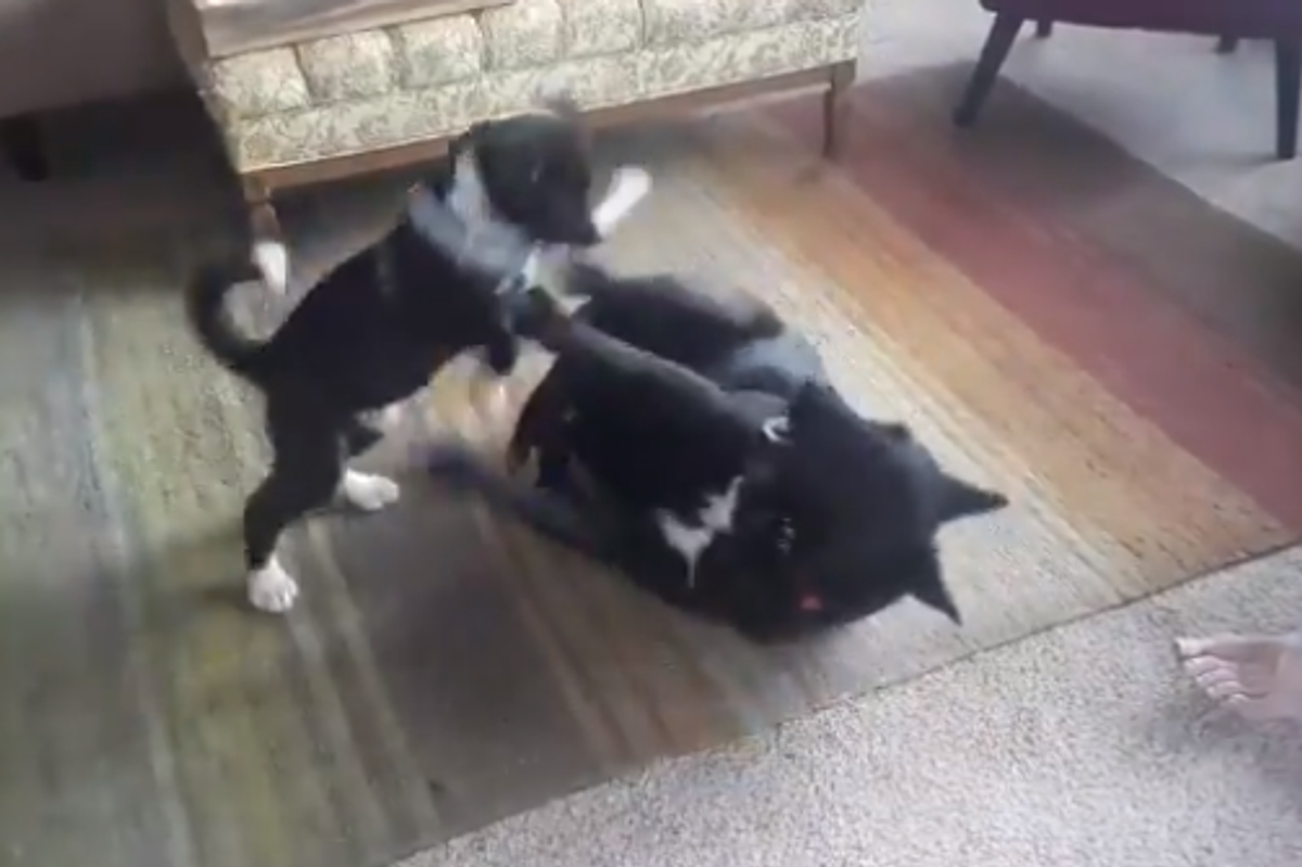 Your Weekly Top Ten Has A New BABY DOG!