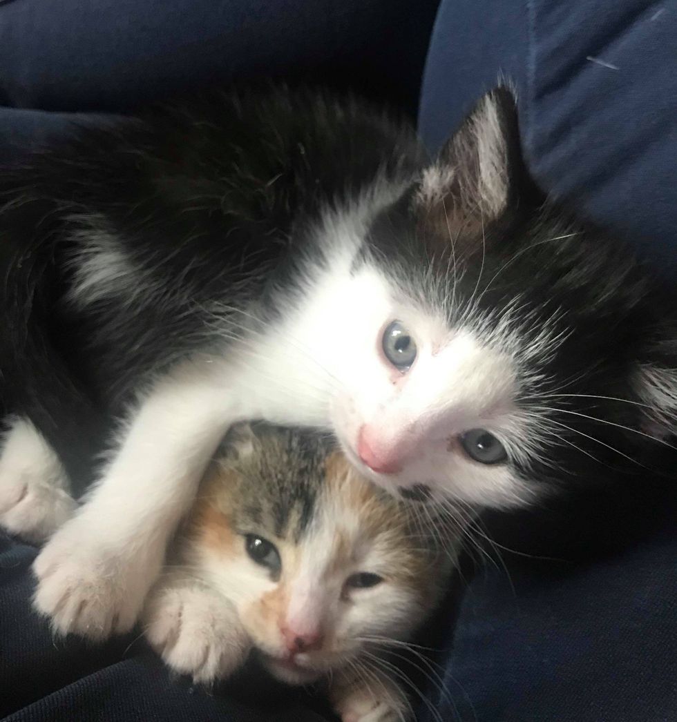 Rescued Cat Finds Loving Home to Have Kittens - One of Them is ...