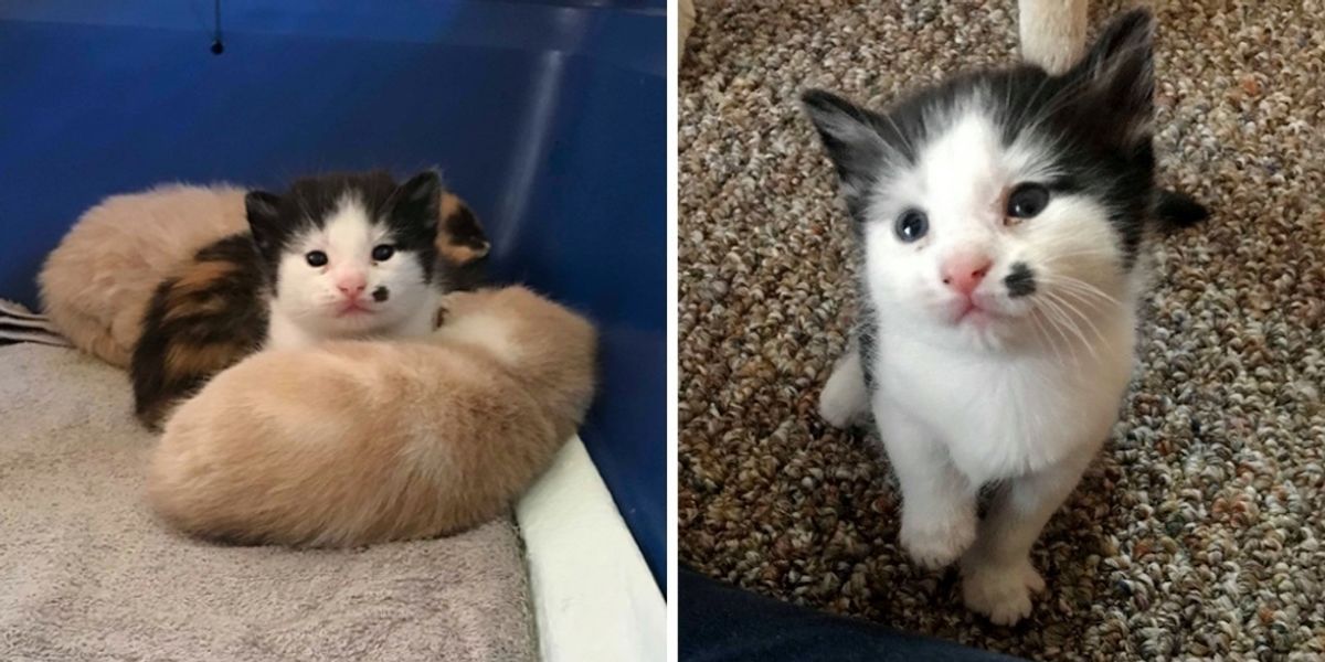 Rescued Cat Finds Loving Home to Have Kittens - One of Them is ...