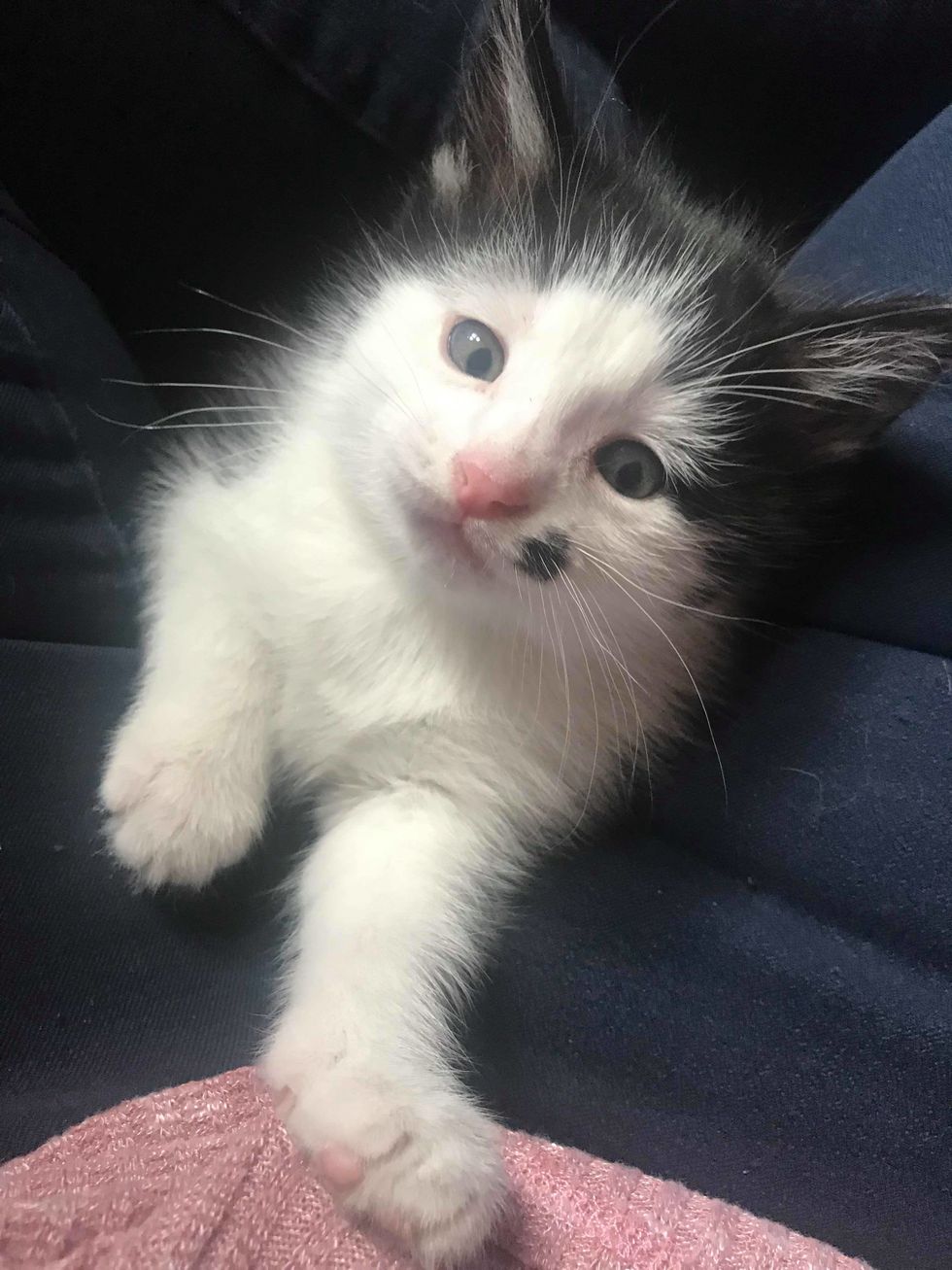 Rescued Cat Finds Loving Home to Have Kittens - One of Them is ...