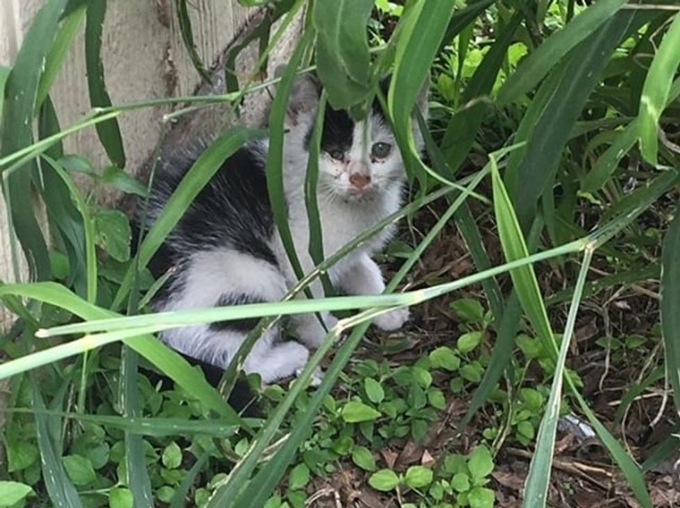 Kitten Found in Pile of Tires Gets Help Just in Time Through the ...