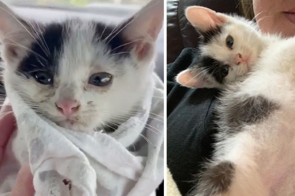 Kitten Found in Pile of Tires Gets Help Just in Time Through the Kindness of Community
