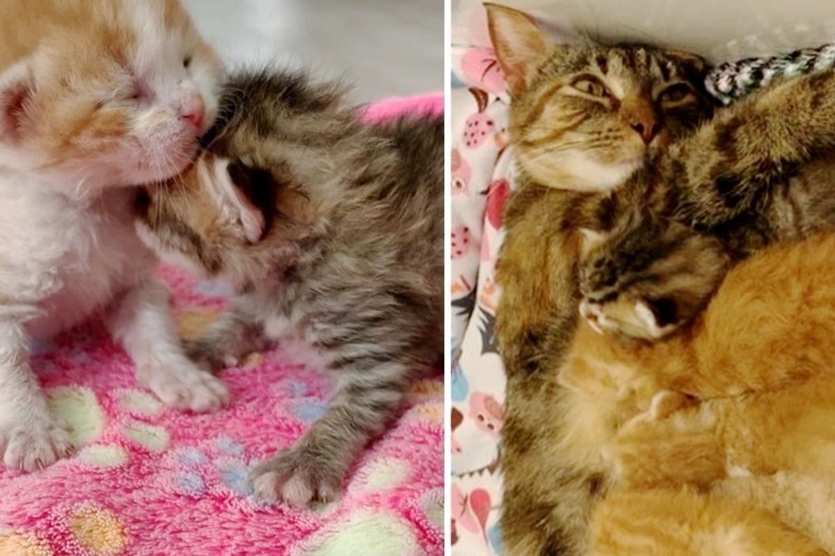 Orphaned Kittens Adopted By Cat Who Was Found in a Box Outside Just Like Them