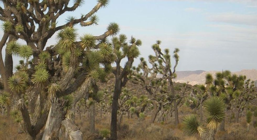 This Instagrammer is unapologetically shaming people into protecting California's Joshua Trees.