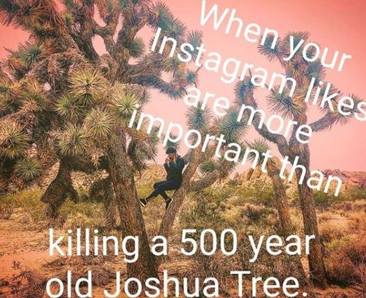 This Instagrammer is unapologetically shaming people into protecting California's Joshua Trees. - Upworthy This Instagrammer is unapologetically shaming people into protecting California's Joshua Trees. - Upworthy