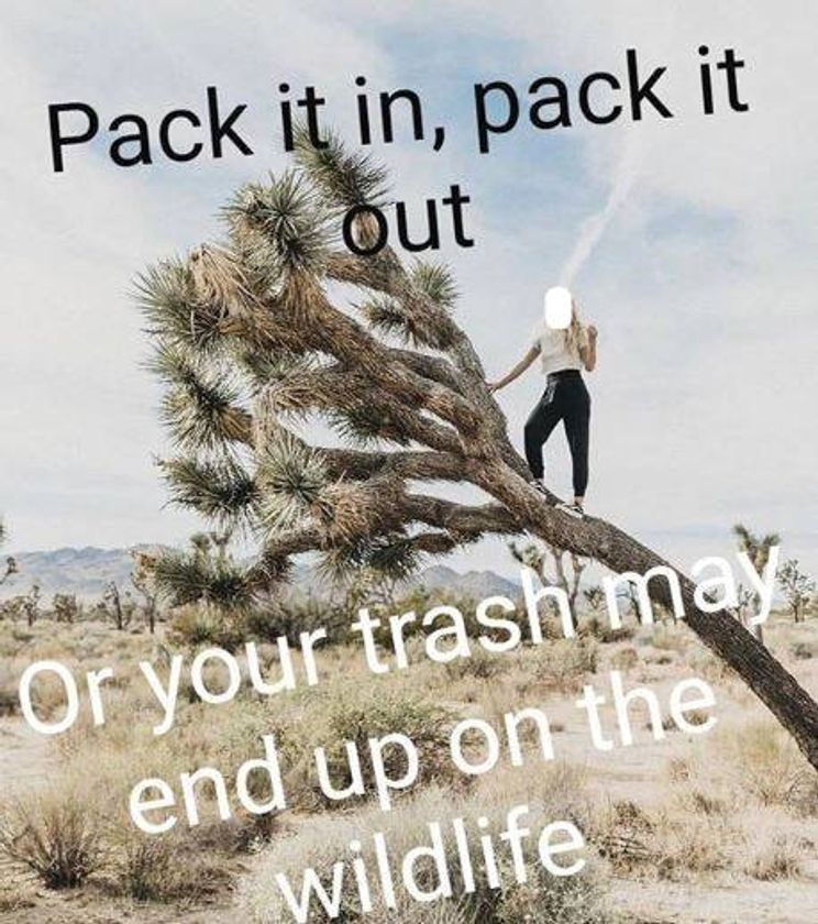 This Instagrammer is unapologetically shaming people into protecting California's Joshua Trees. - Upworthy This Instagrammer is unapologetically shaming people into protecting California's Joshua Trees. - Upworthy