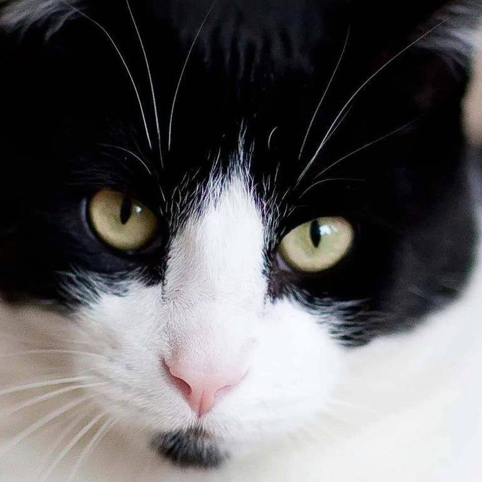 A year after it went missing, a kind-hearted truck driver helped this cat get back home.