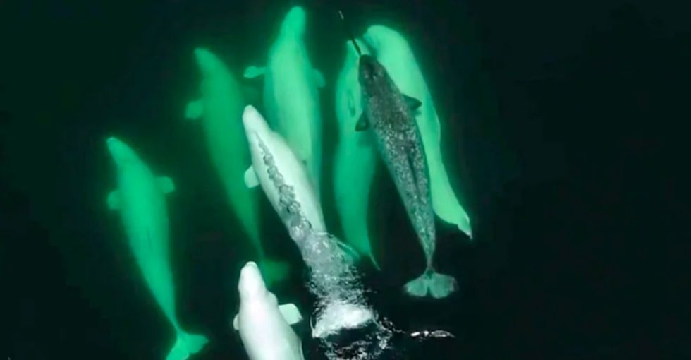 A lost narwhal has found its forever home after being adopted by these lovable Beluga whales.