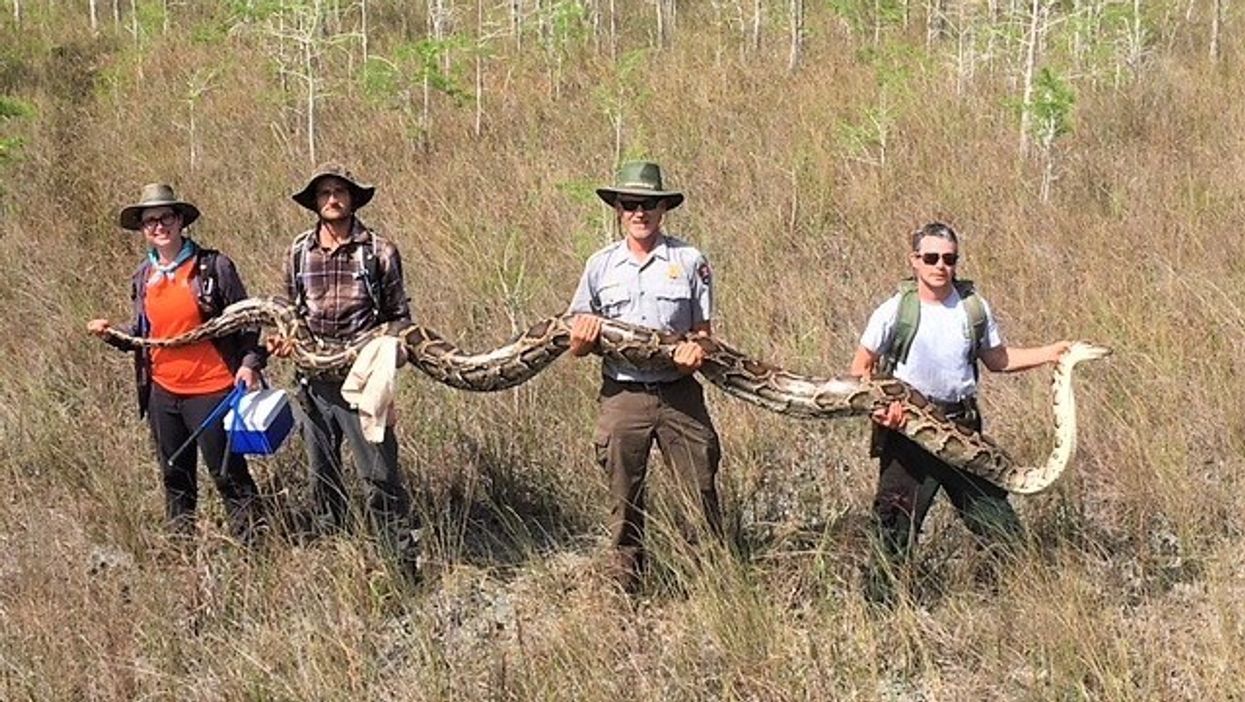 Record-setting 17-foot python captured in Florida national park