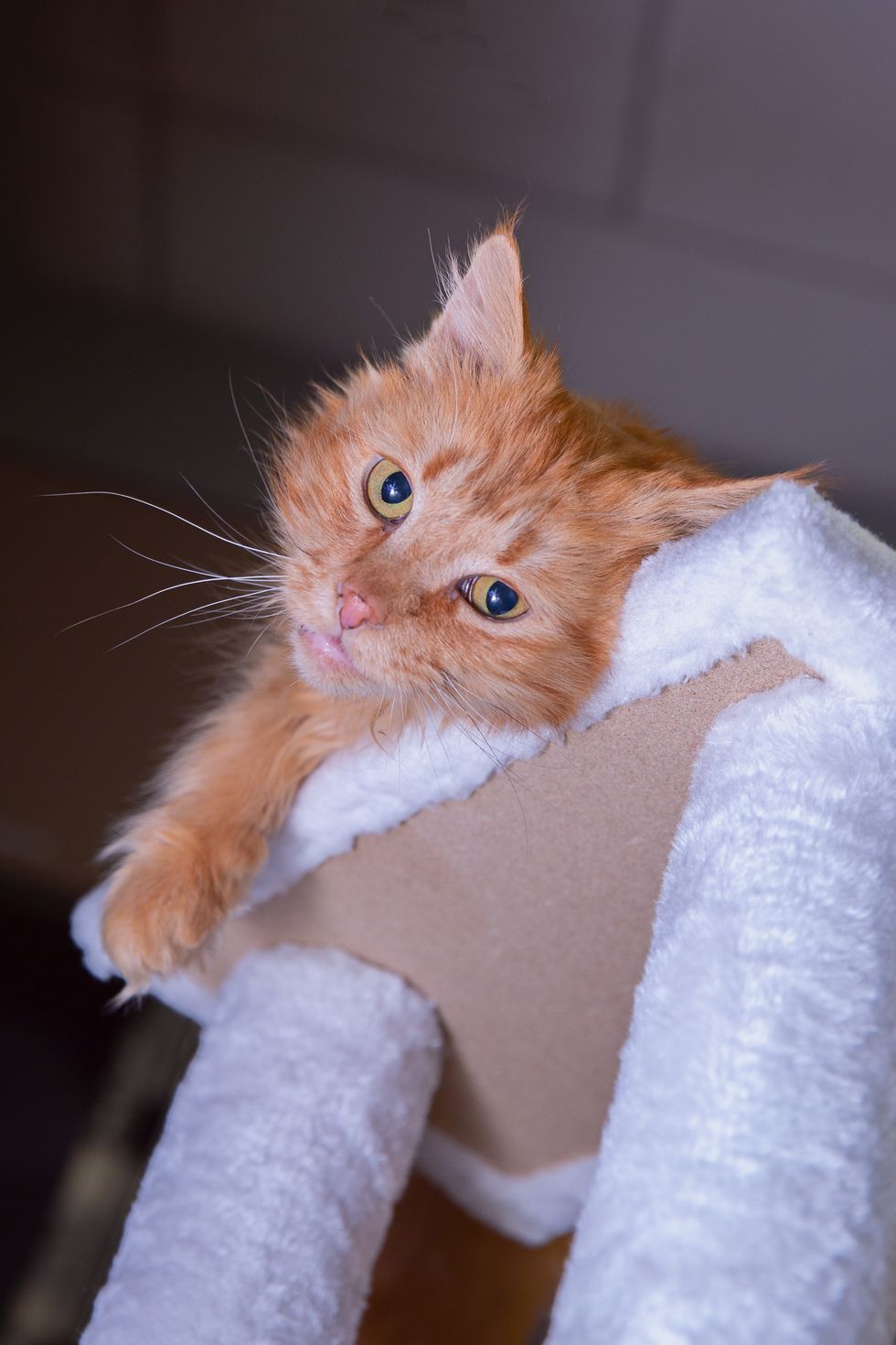 Cat Completely Transformed After Rescue - She is Almost Toothless But ...