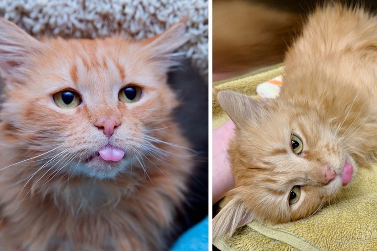 Cat Completely Transformed After Rescue - She is Almost Toothless But Can’t Stop Purring
