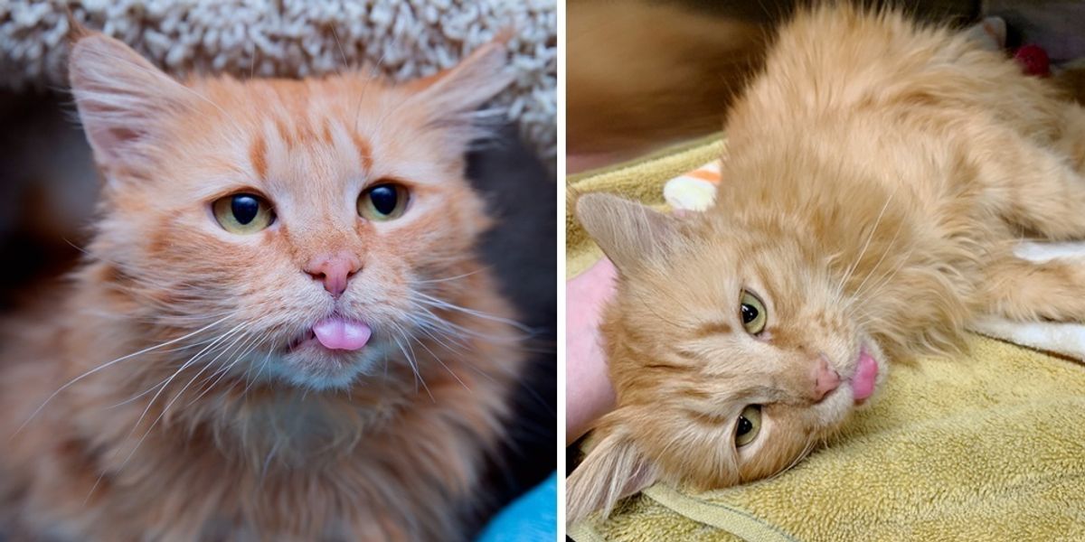 Cat Completely Transformed After Rescue - She is Almost Toothless But ...