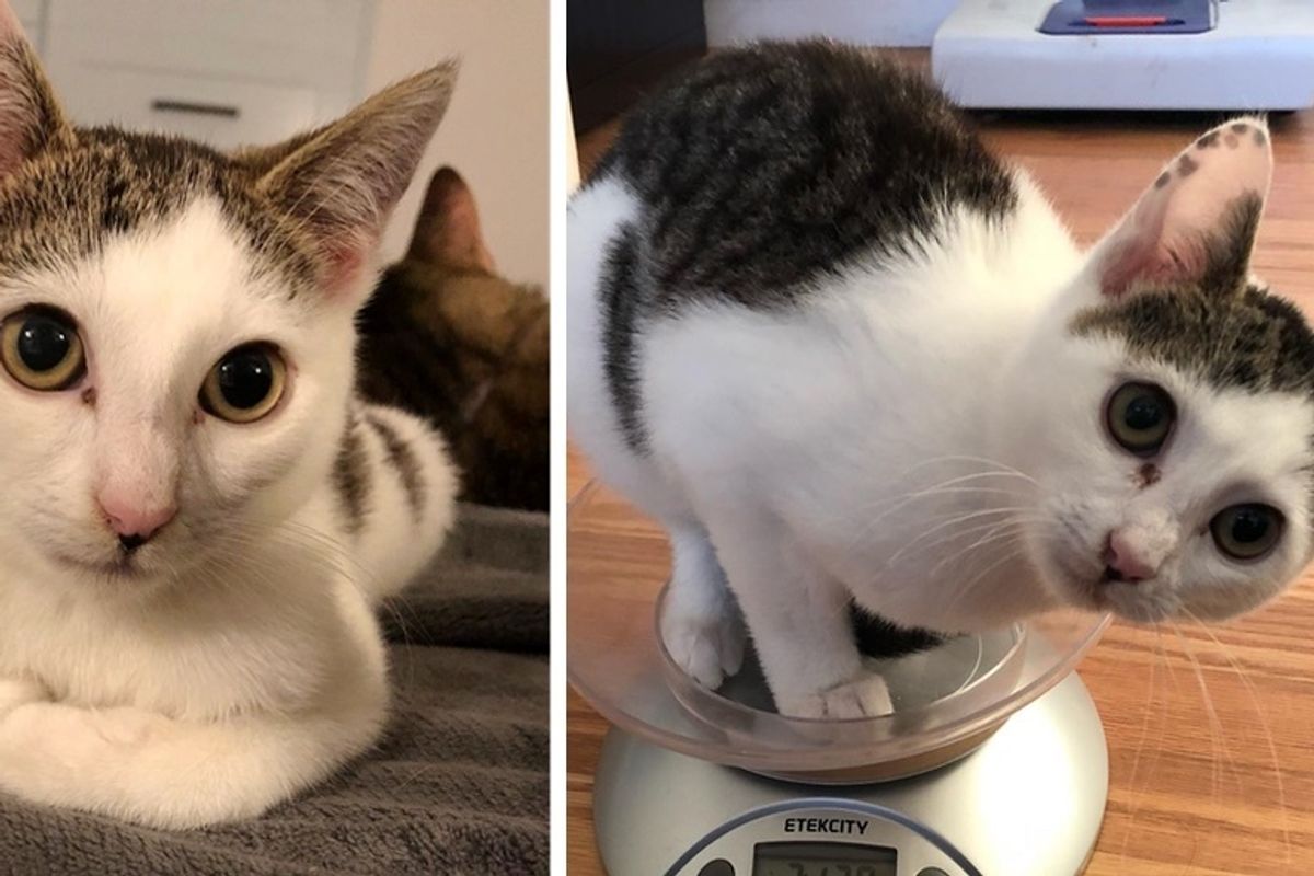 Kitten Who Came with a Head-tilt, Has Her Life Turned Around When She Finds a Foster Home
