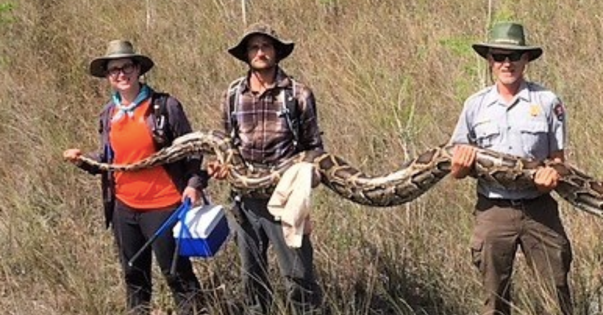 This Humongous Python Just Broke An Impressive Record In The Florida Everglades