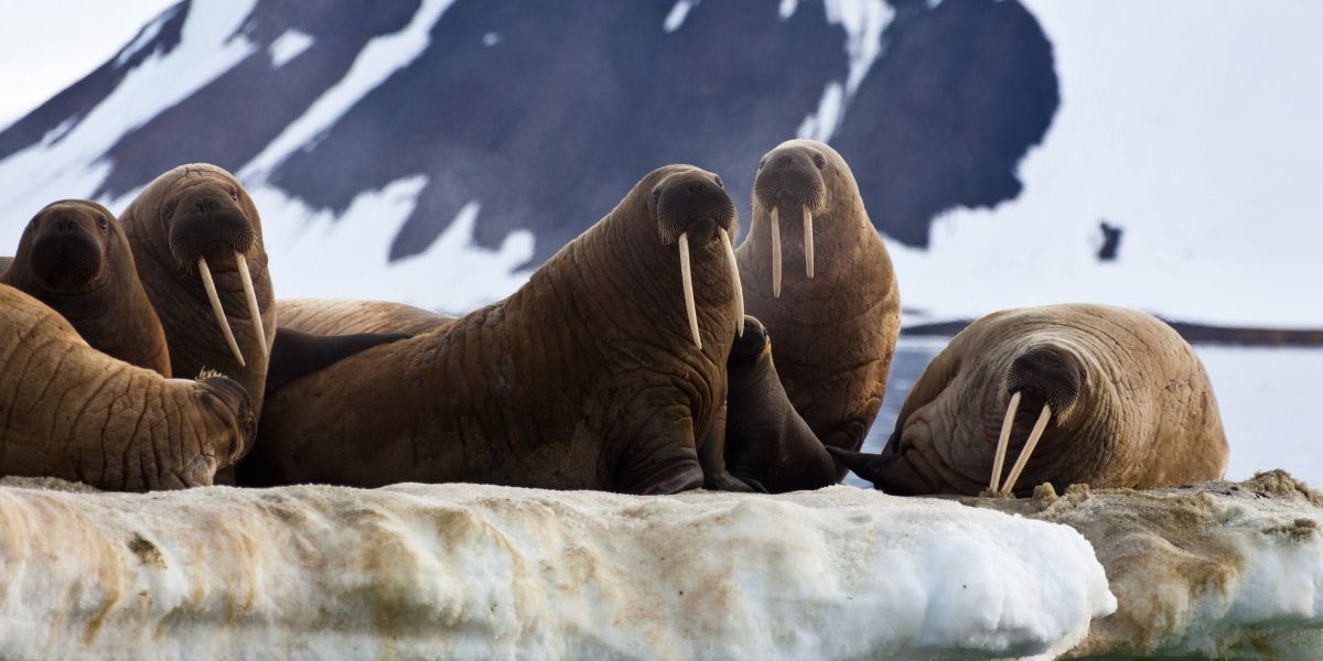 Tragic Scene Of Walruses Fatally Falling Off A Cliff In Netflix's 'Our