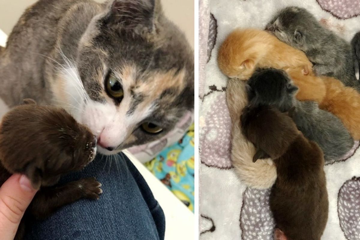 Rescued Cat Gives Orphaned Puppy a Family and Raises Him Along with Her Kittens