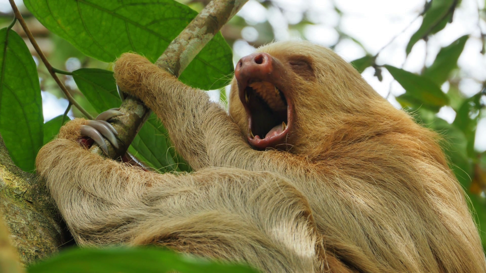 Sloths may be slow but they are fascinating