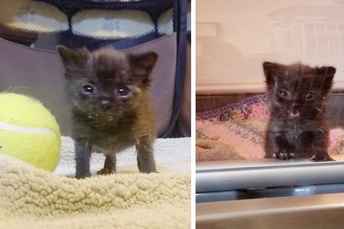 Rescued Kitten, Size of Tennis Ball, Has a Big Meow and is Determined to Grow
