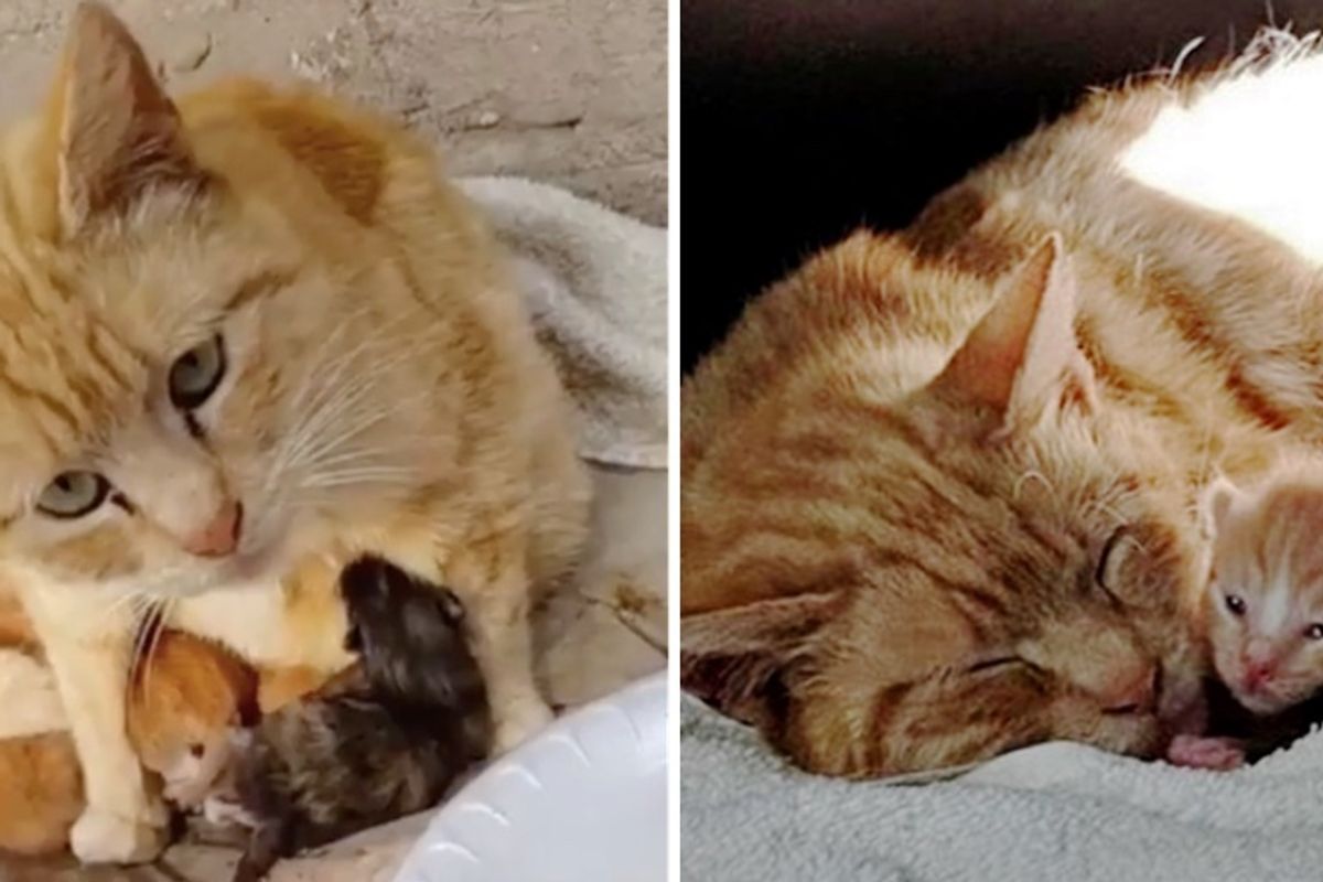Stray Cat Keeps Her Kittens Warm from the Rain Until Rescue Arrives