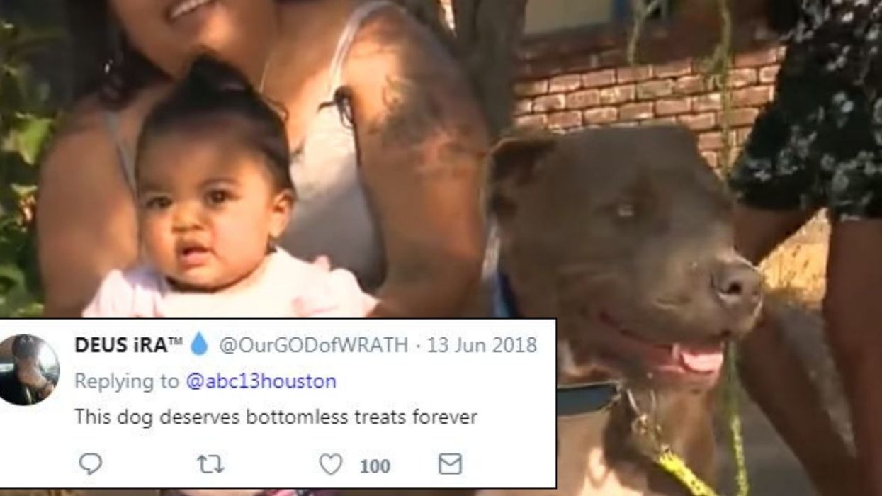 This Incredible Story About A Pit Bull Saving A Baby From A Fire Is An Important Reminder About The Breed