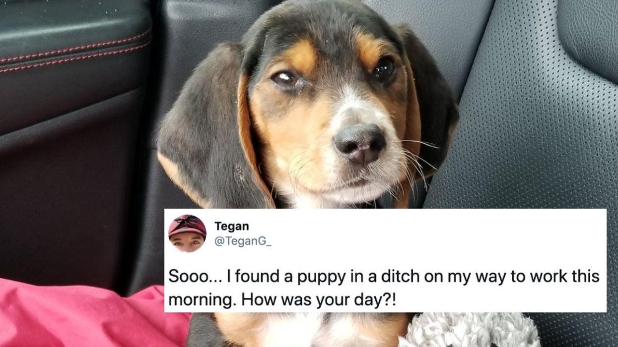 Woman's Heartwarming Thread About Finding A Puppy In A Ditch Is The Pick-Me-Up We Could All Use