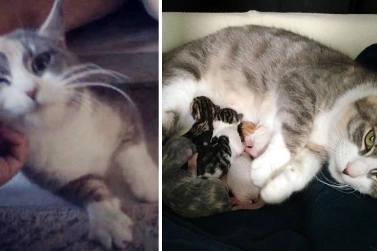 Shy Cat Really Came Around After Someone Rescued Her and Her Kittens from Shelter