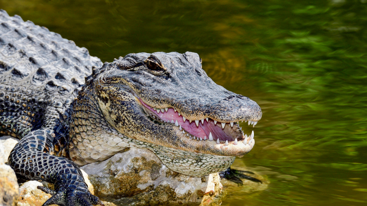 Massive Alligator Caught Strolling Down A Florida Street Has Everyone Saying Nope, Nope, Nope