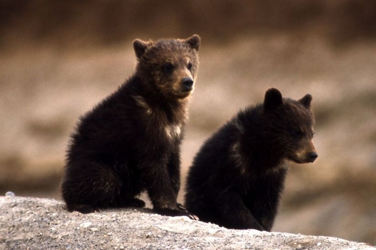 AFA: We Must Kill the Demon-Cursed Bears Before They Kill Us
