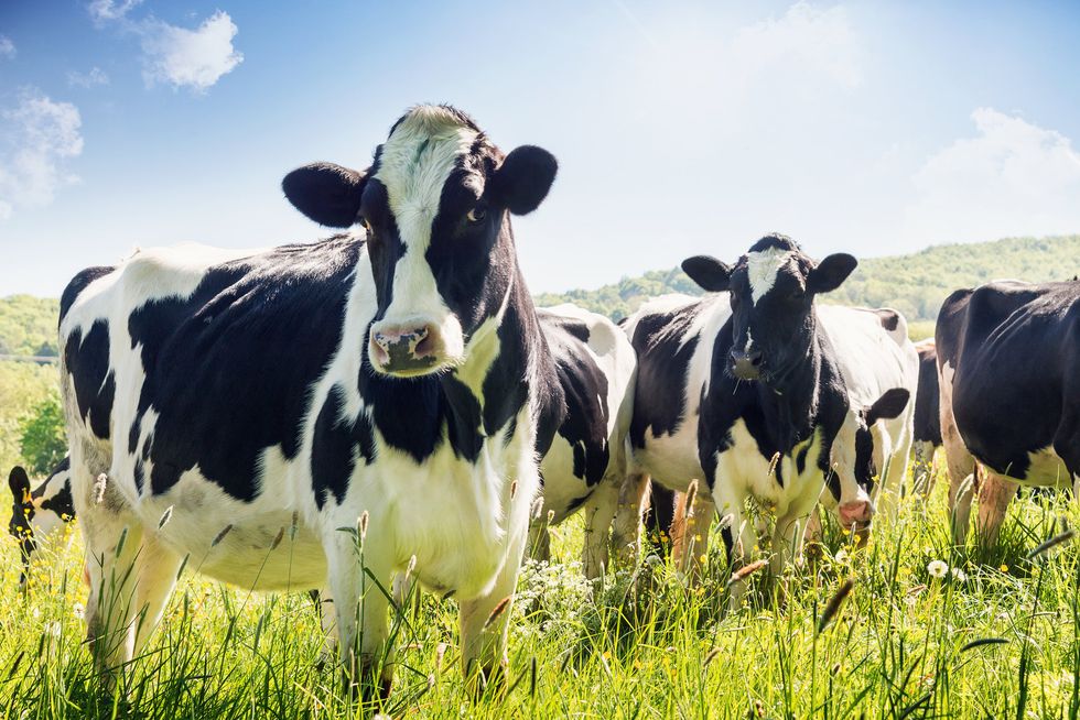 Photo of a field of cows on a sunny day