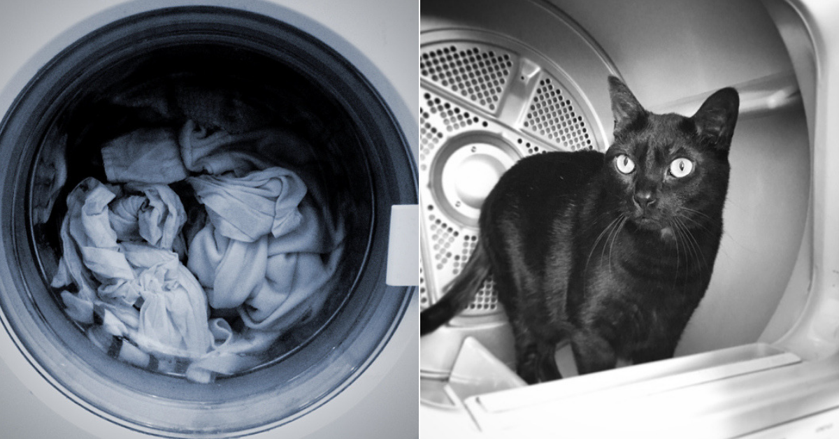 This 'Miracle Cat' Survived 30 Minutes In A Washing Machine Mid-Cycle