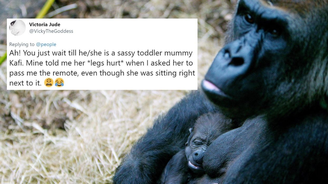First-Time Gorilla Mom At Dublin Zoo Can't Stop Cradling And Gazing Lovingly At Her Baby, And The Internet Is Totally Smitten