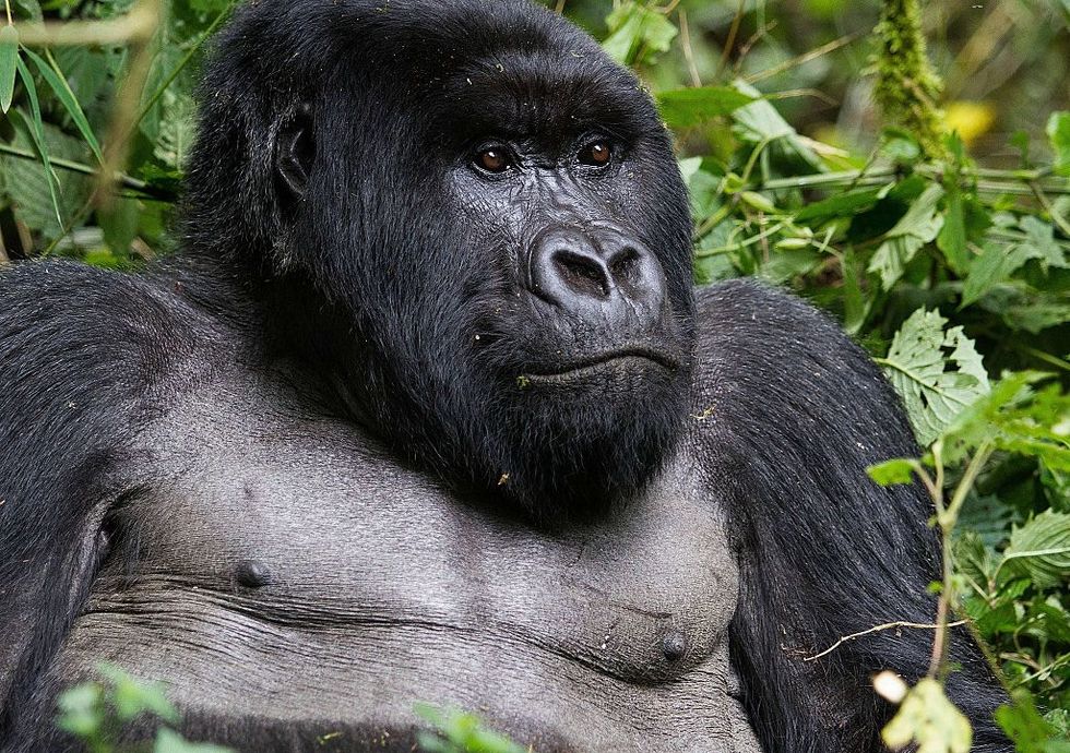 Mountain gorillas were just taken off the 'critically endangered' species list.