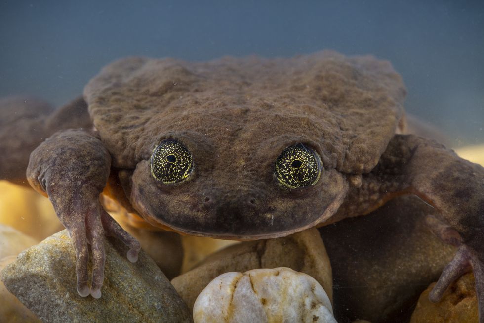 People banded together to find the world's loneliest frog true love — and it might have just worked.