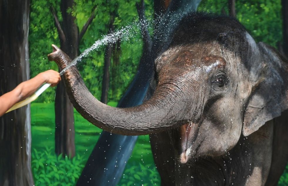 India has opened a first of its kind elephant hospital and it's adorable.