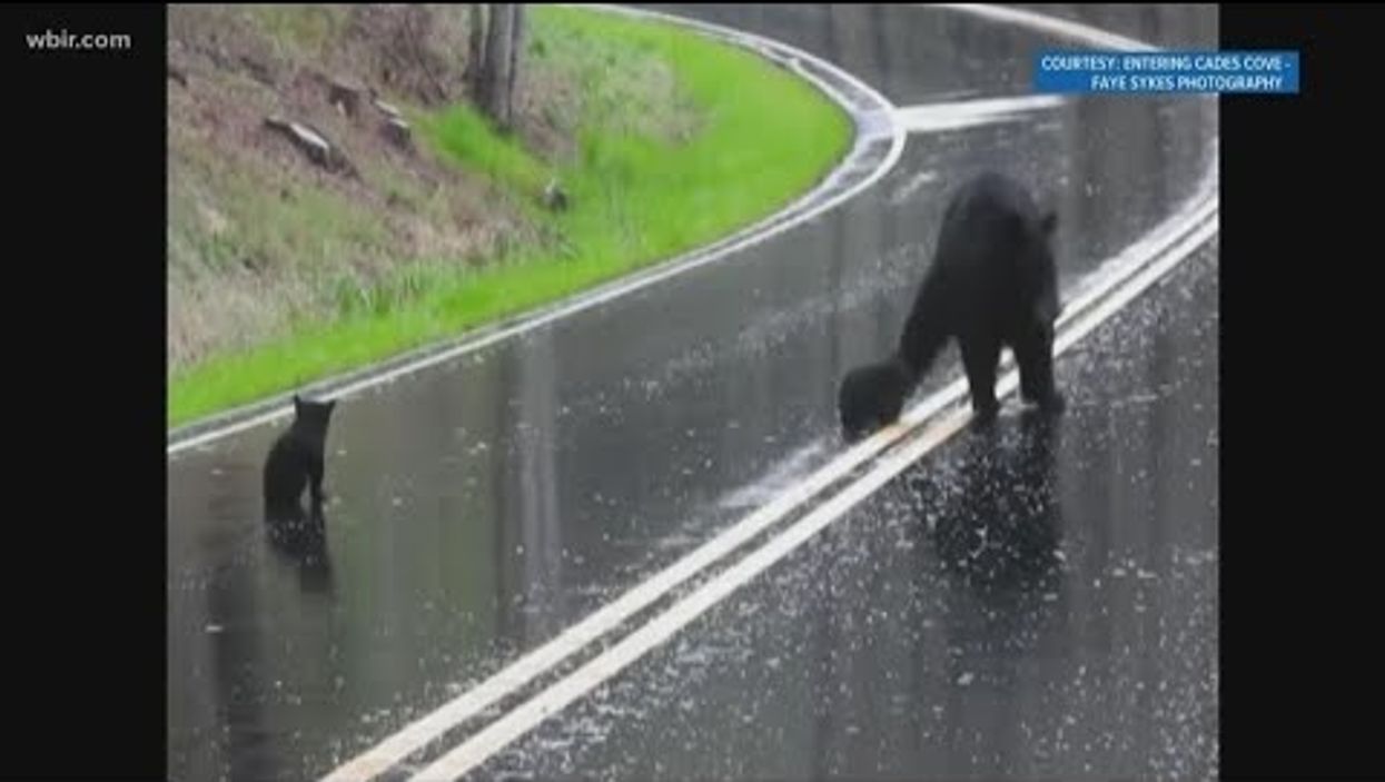 Mama bear helps cubs cross the road in this adorable video