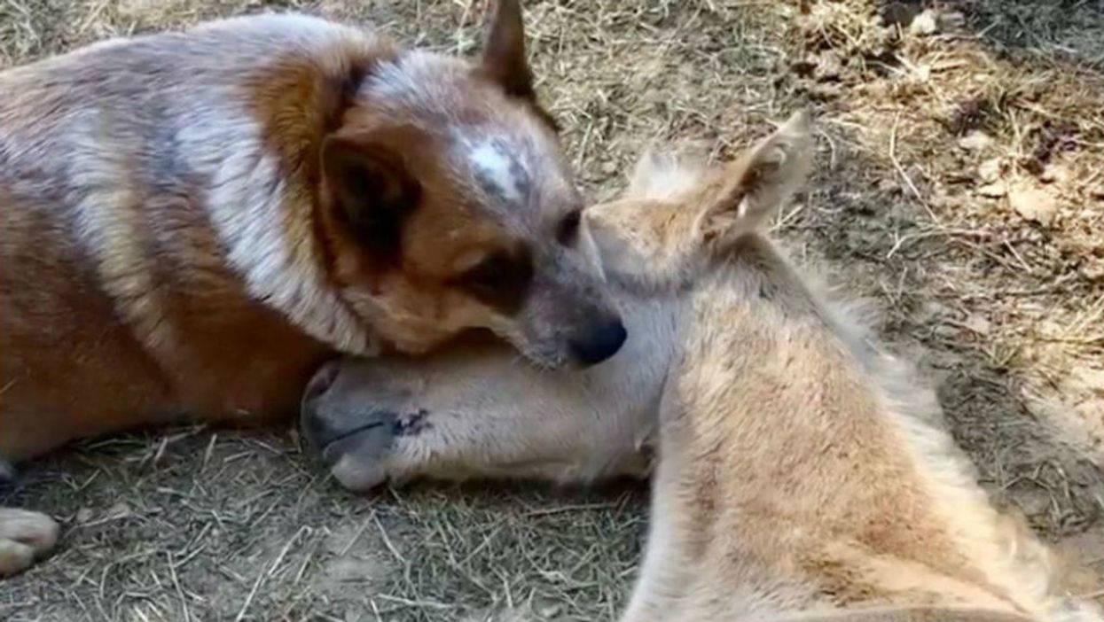 This dog adopted an orphaned foal and people can't get enough