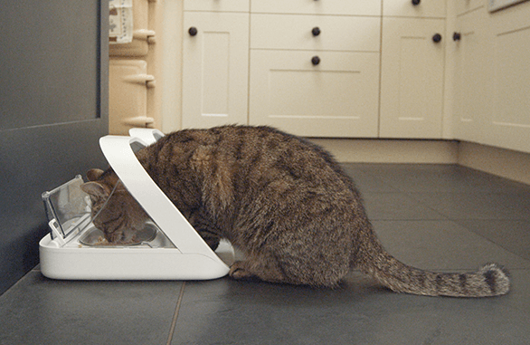 bluetooth cat feeder