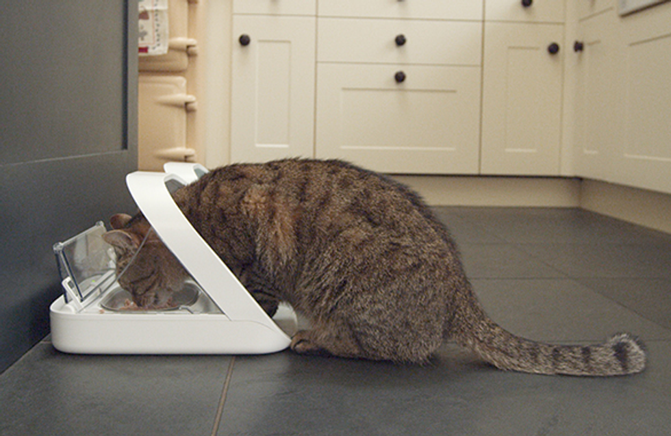 A photo of a cat eating at kibble from the Sure Petcare Microchip Pet Feeder Connect